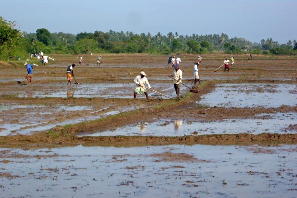 Sri Lanka/ Landwirtschaft
