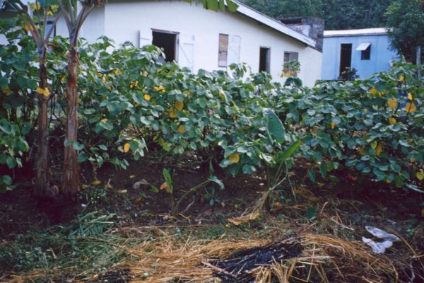 9. Fiji-Kadavu-Kavalla 2001