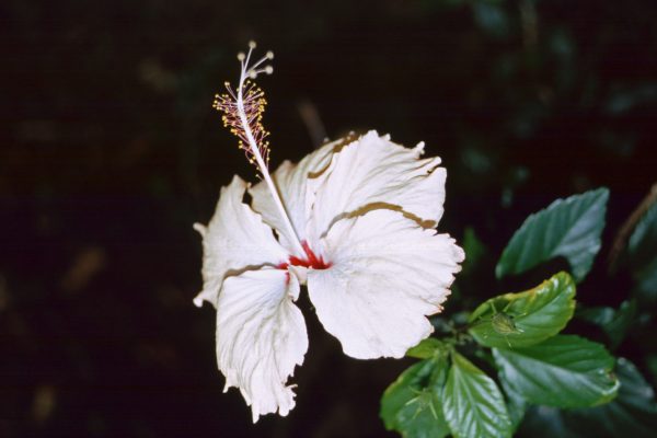 Marquesas Fatu Hiva11
