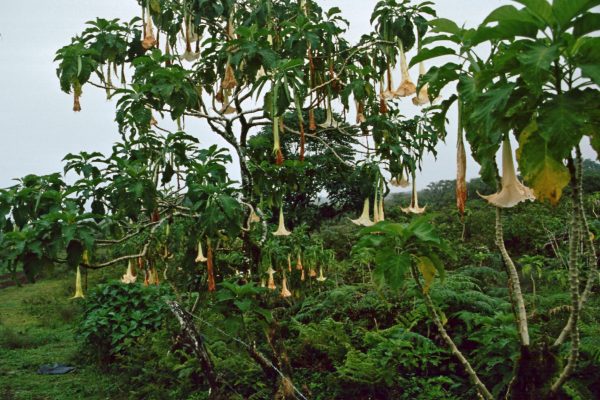 Pazifik Galapagos Isabela Trompetenbaum