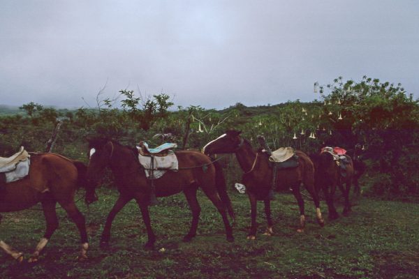 Pazifik Galapagos Isabela zum Vulkan unsere Pferde