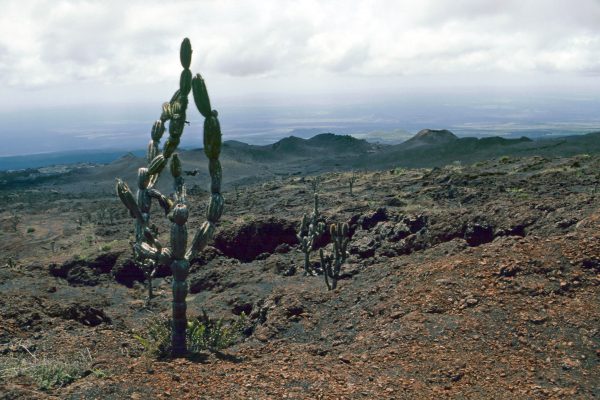 Pazifik Galapagos Isabela zum Vulkan: Der Blick zurück