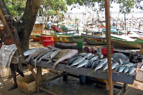 Sri Lanka/ Galle/ Hafen/  Fischmarkt