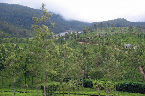 Sri Lanka  Teeplantage  8