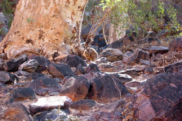 MacDonnell-Ranges-017
